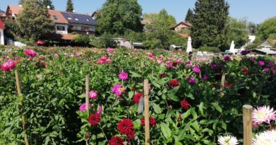 Tourenradler besuchen Dahlienblüte Tourenradler besuchen Dahlienblüte